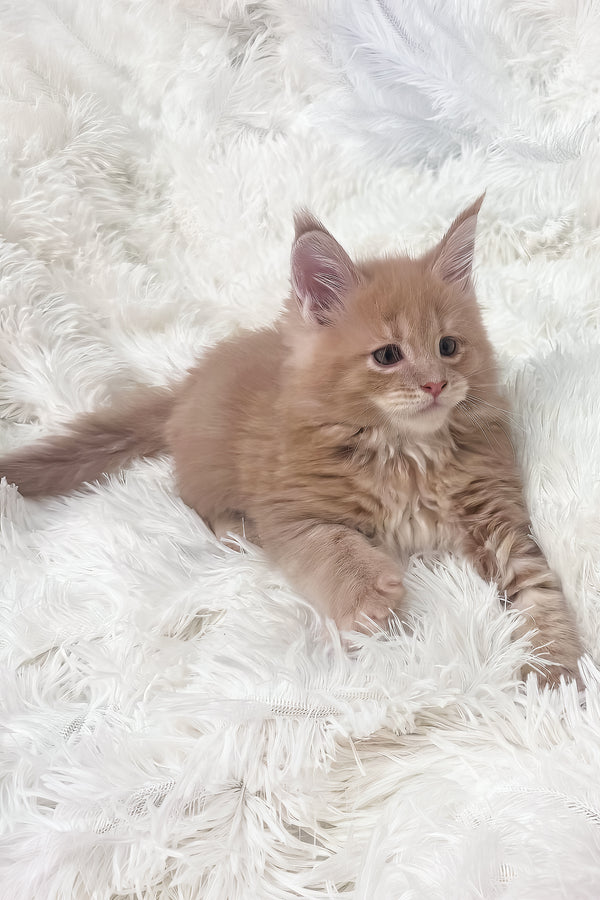 Jasper | Maine Coon Kitten