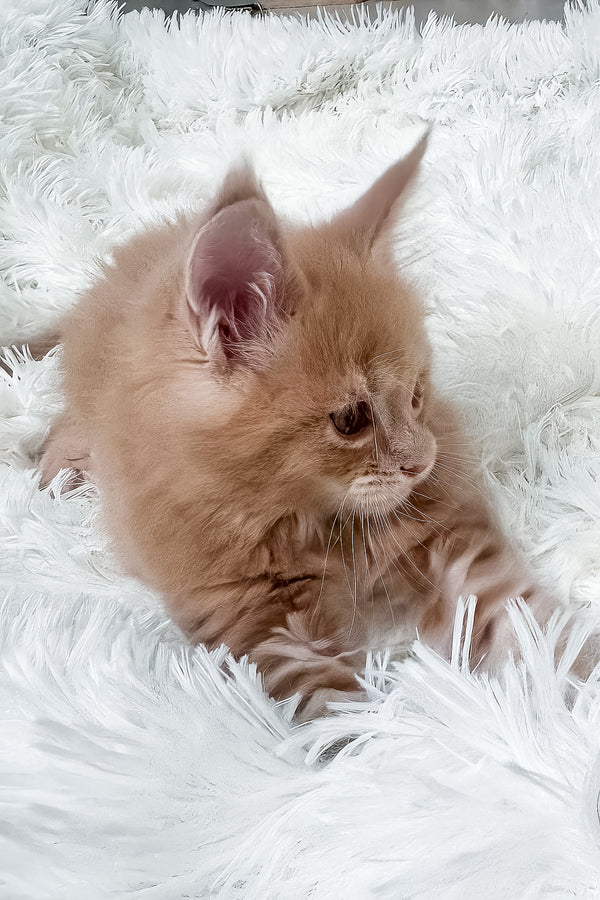 Jasper | Maine Coon Kitten