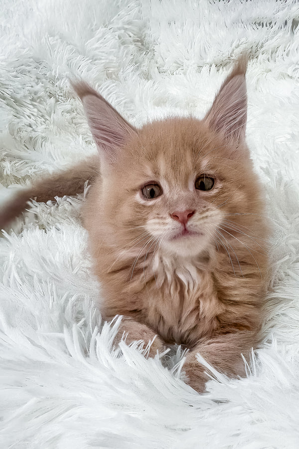 Jasper | Maine Coon Kitten