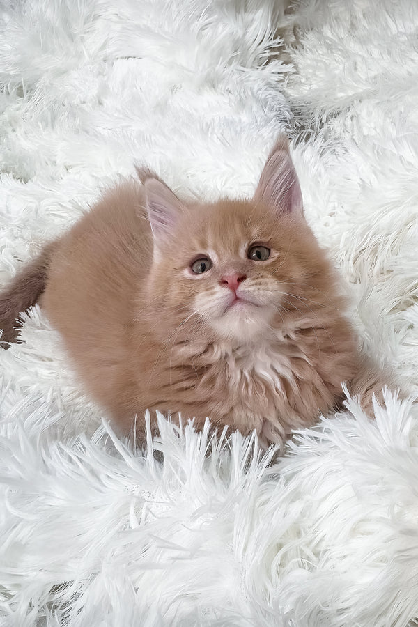 Jasper | Maine Coon Kitten
