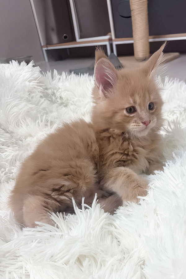 Jasper | Maine Coon Kitten