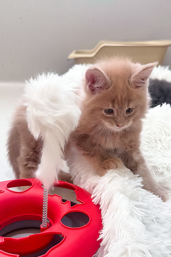 Jasper | Maine Coon Kitten