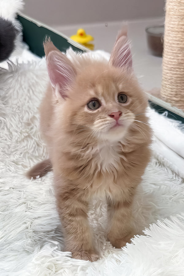 Jasper | Maine Coon Kitten