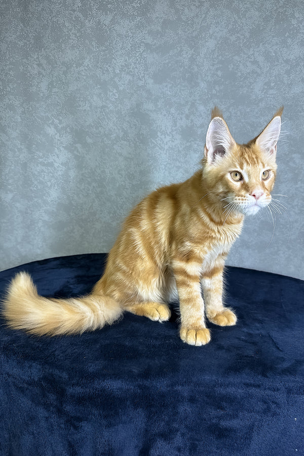 Jax | Maine Coon Kitten