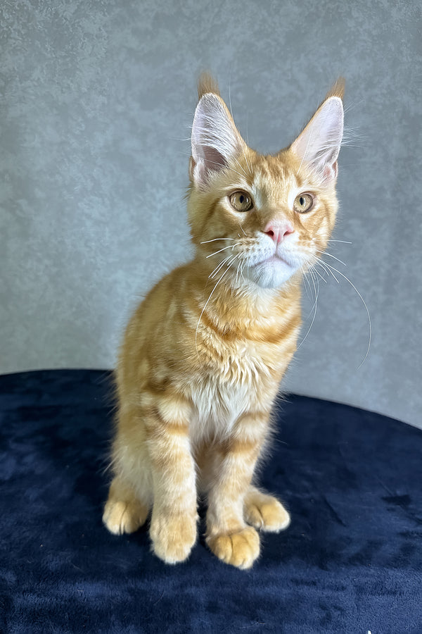 Jax | Maine Coon Kitten
