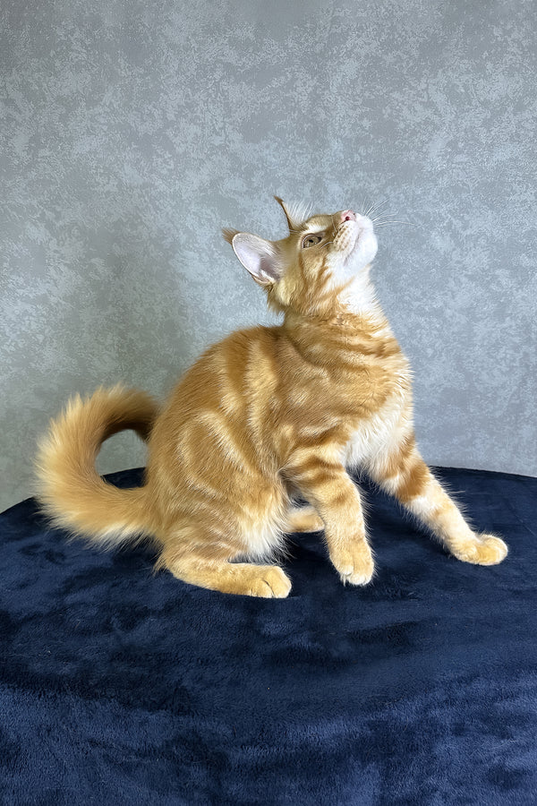 Jax | Maine Coon Kitten