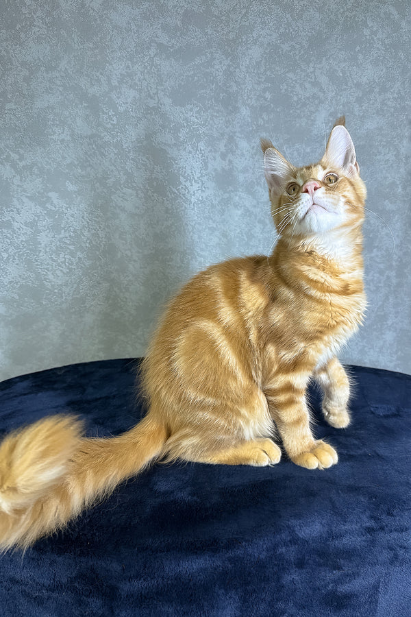 Jax | Maine Coon Kitten
