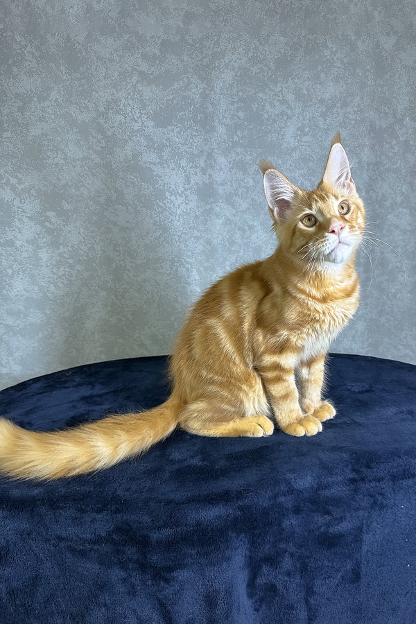 Jax | Maine Coon Kitten