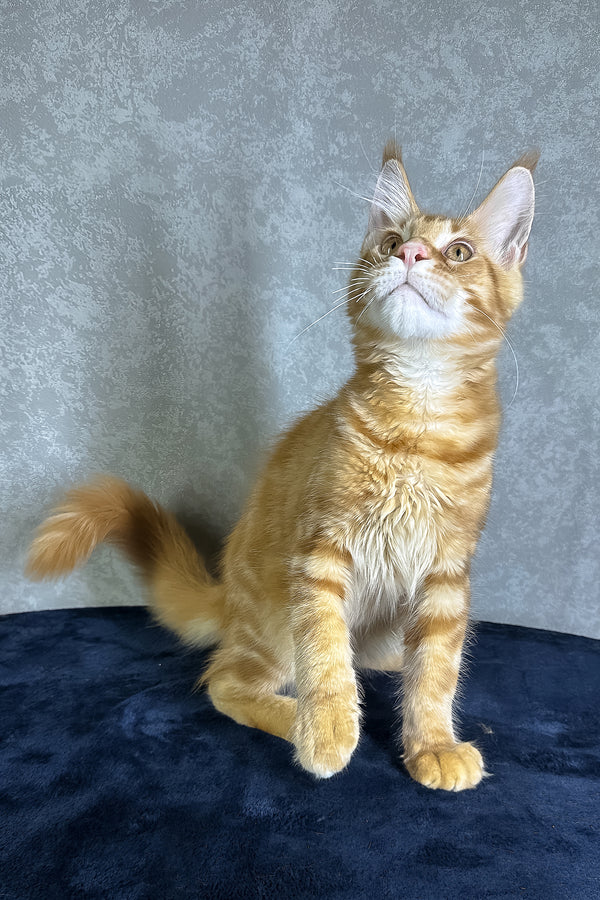 Jax | Maine Coon Kitten