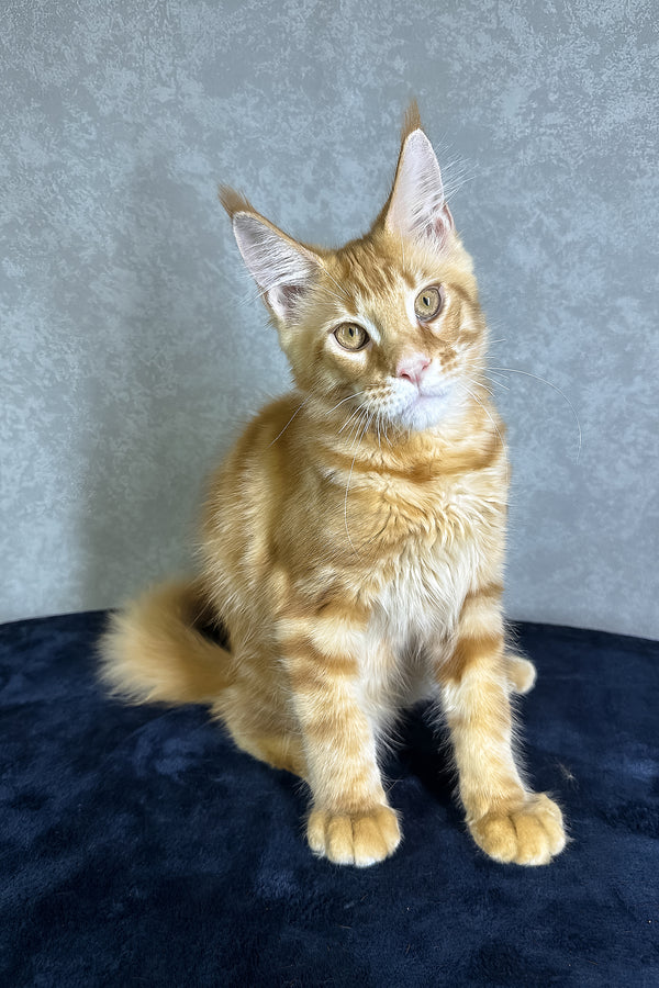 Jax | Maine Coon Kitten