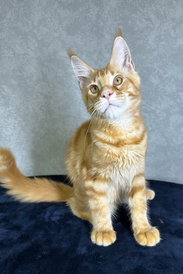 Jax | Maine Coon Kitten