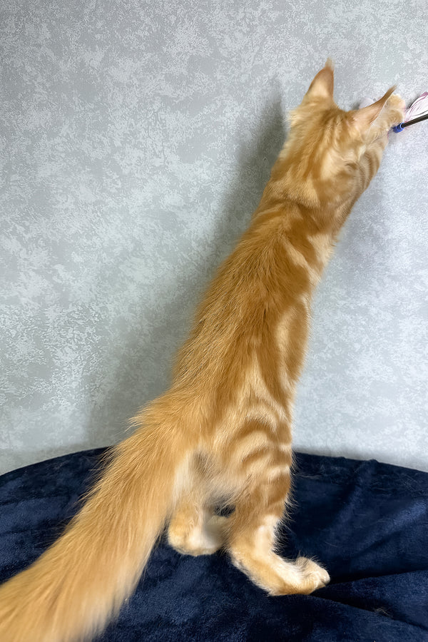Jax | Maine Coon Kitten