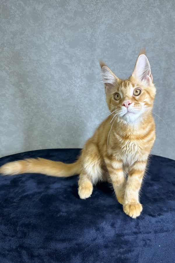 Jax | Maine Coon Kitten