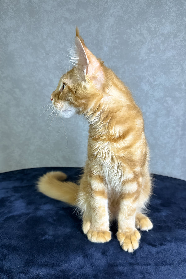 Jax | Maine Coon Kitten