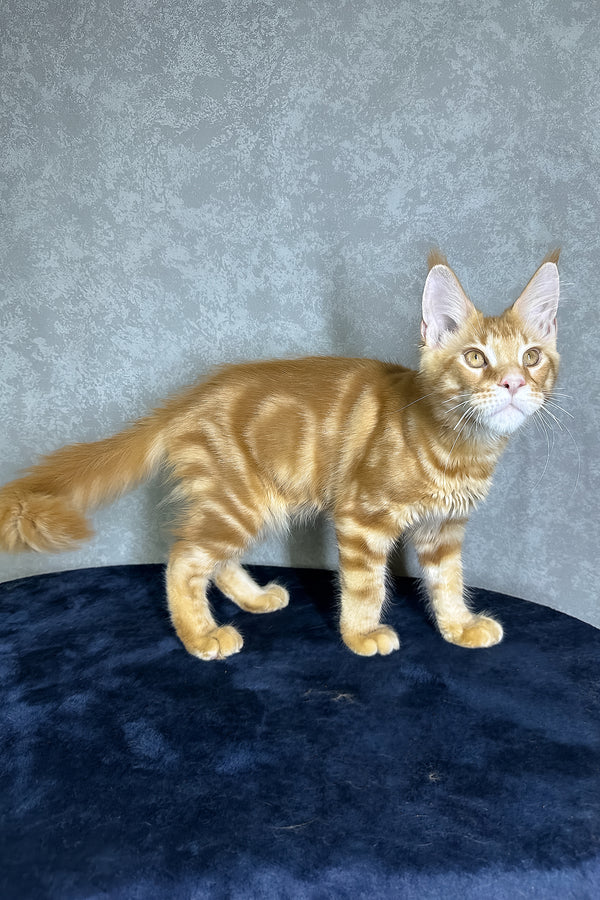 Jax | Maine Coon Kitten