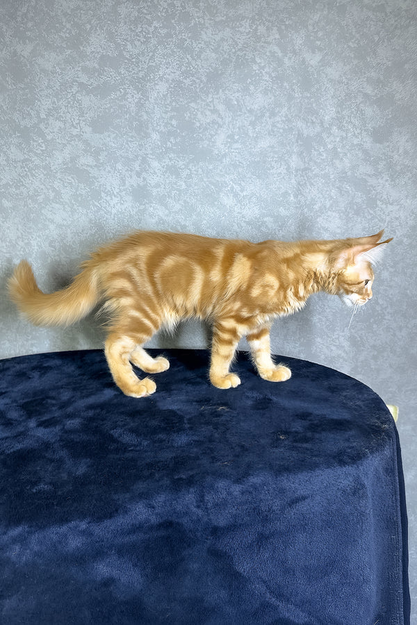 Jax | Maine Coon Kitten