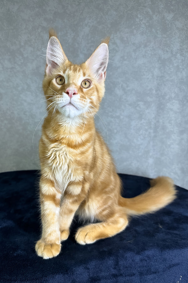 Jax | Maine Coon Kitten