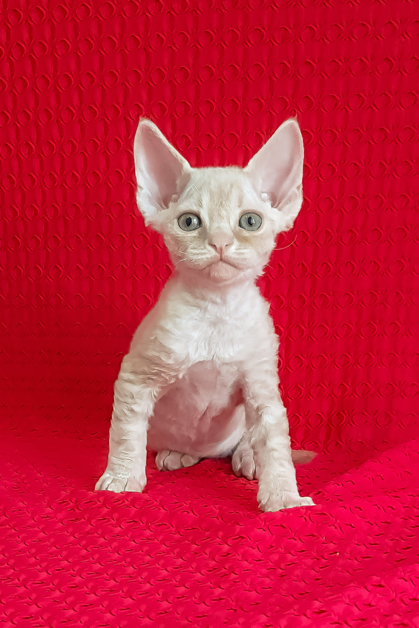 Jay-Jay | Devon Rex Kitten