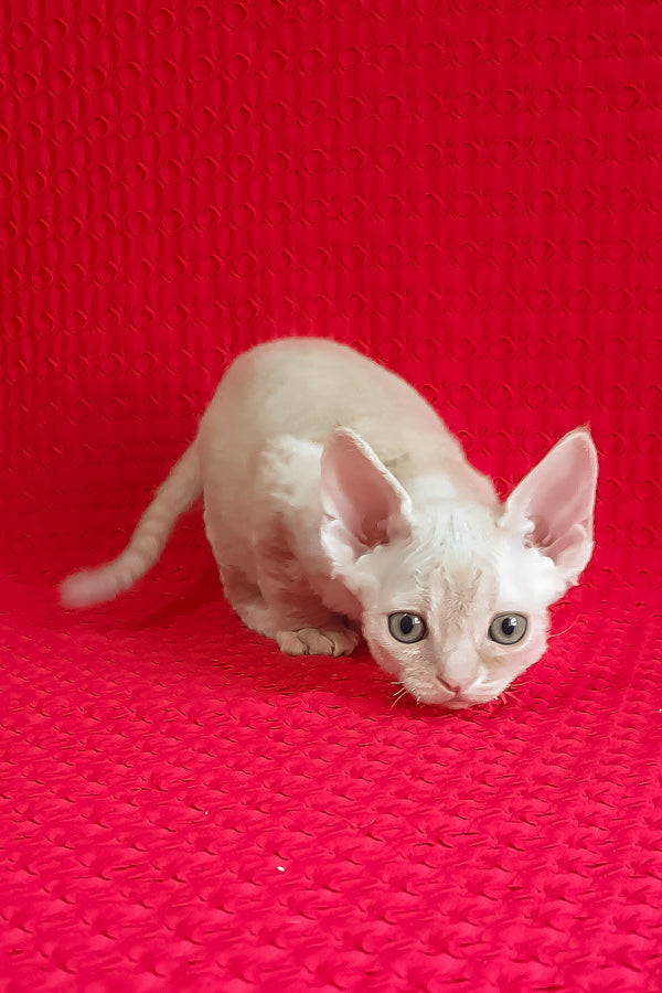 Jay-Jay | Devon Rex Kitten