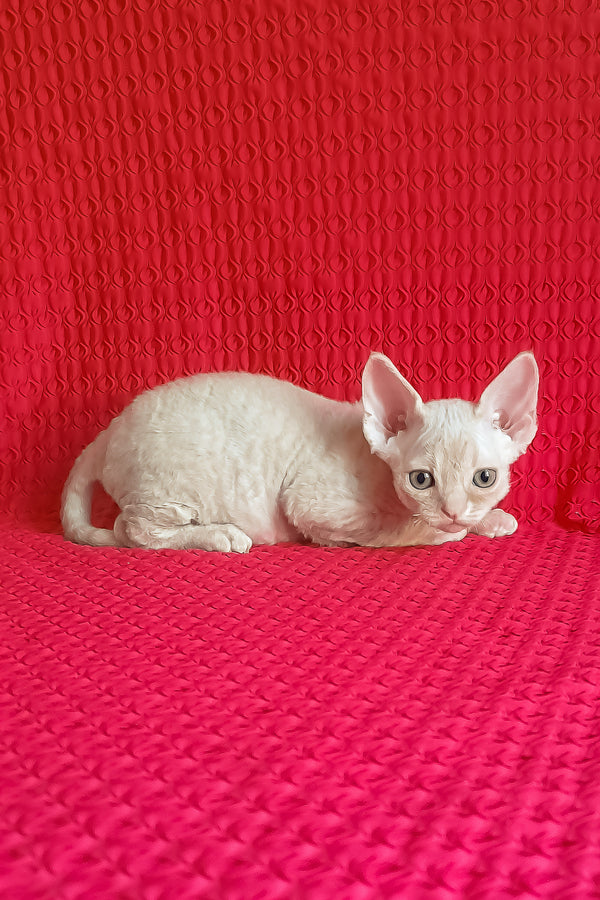 Jay-Jay | Devon Rex Kitten
