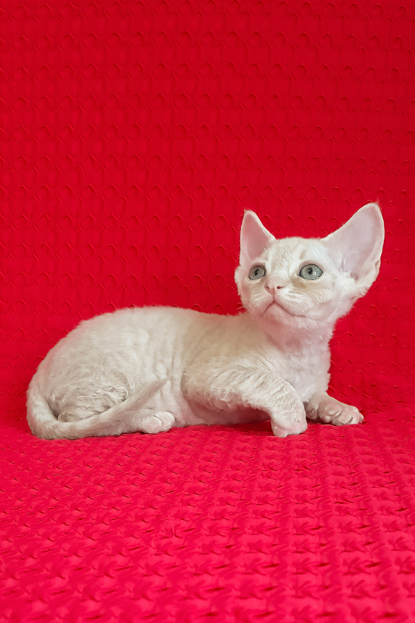 Jay-Jay | Devon Rex Kitten