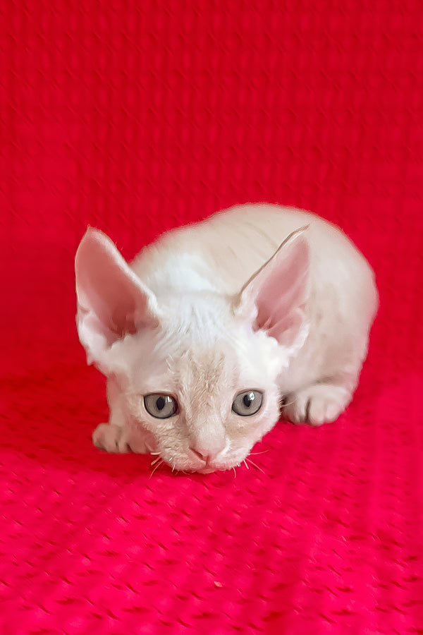 Jay-Jay | Devon Rex Kitten