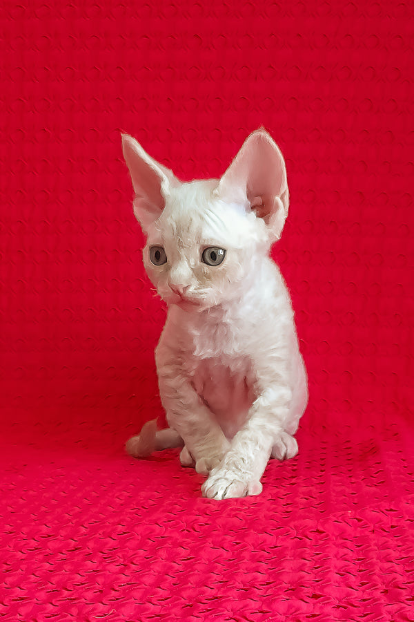 Jay-Jay | Devon Rex Kitten