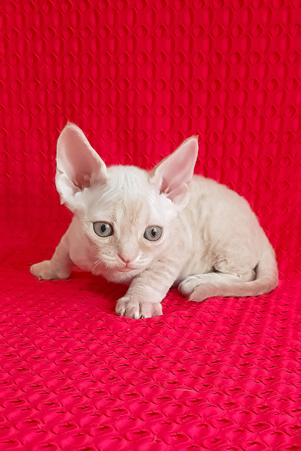 Jay-Jay | Devon Rex Kitten