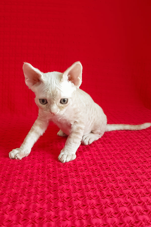 Jay-Jay | Devon Rex Kitten