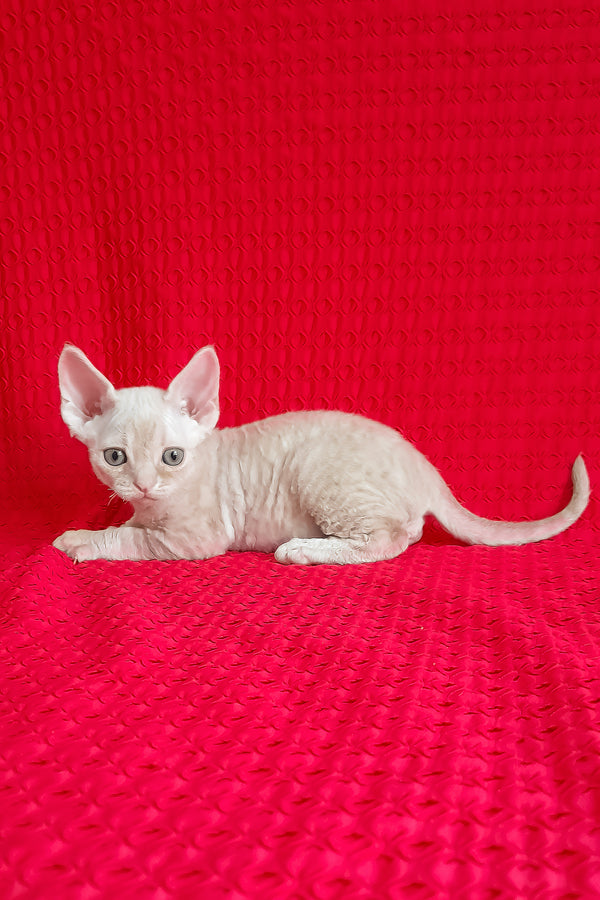 Jay-Jay | Devon Rex Kitten