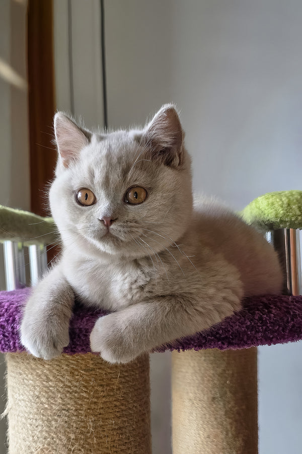 Jazz | British Shorthair Kitten