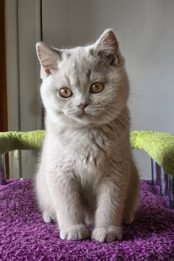 Jazz | British Shorthair Kitten