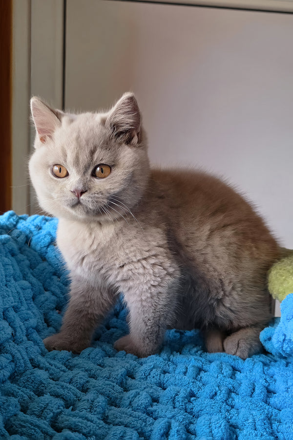 Jazz | British Shorthair Kitten