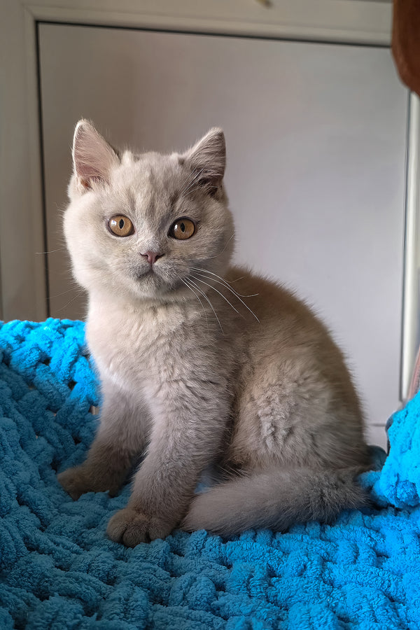 Jazz | British Shorthair Kitten
