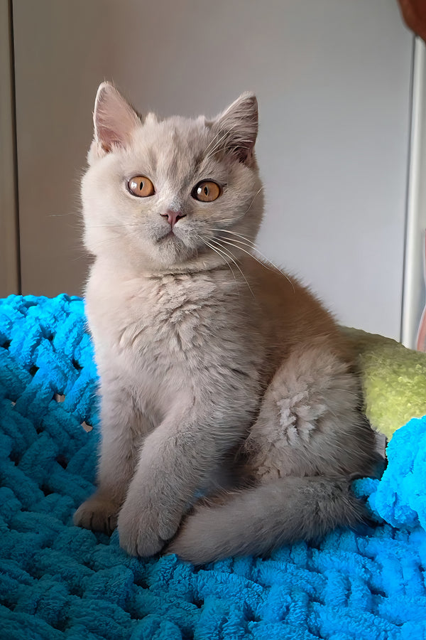 Jazz | British Shorthair Kitten