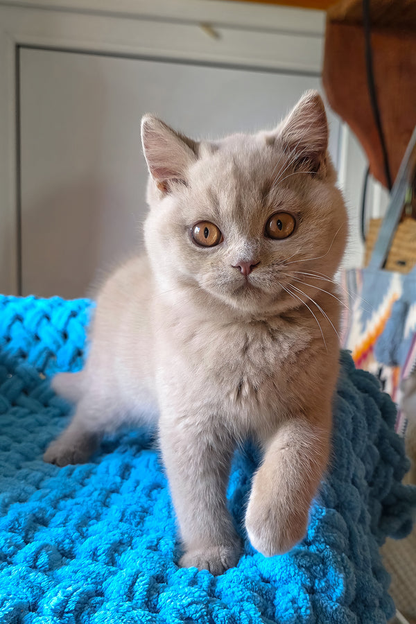 Jazz | British Shorthair Kitten