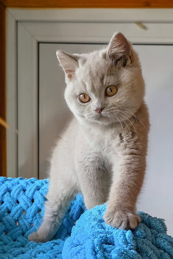 Jazz | British Shorthair Kitten