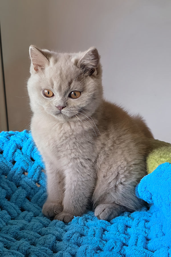 Jazz | British Shorthair Kitten