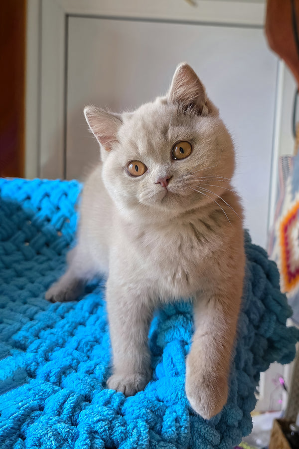 Jazz | British Shorthair Kitten