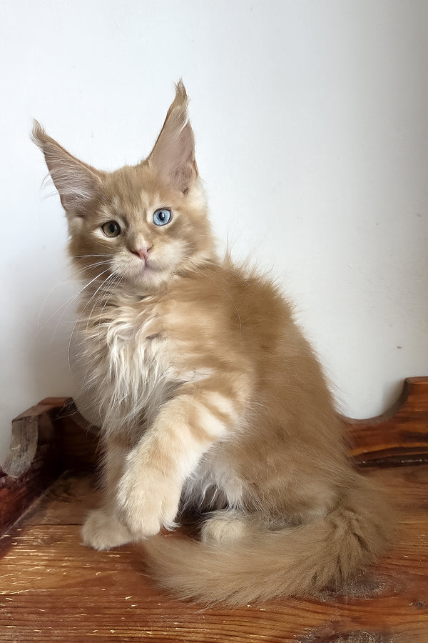 Jedgard | Maine Coon Kitten