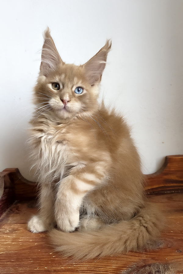 Jedgard | Maine Coon Kitten