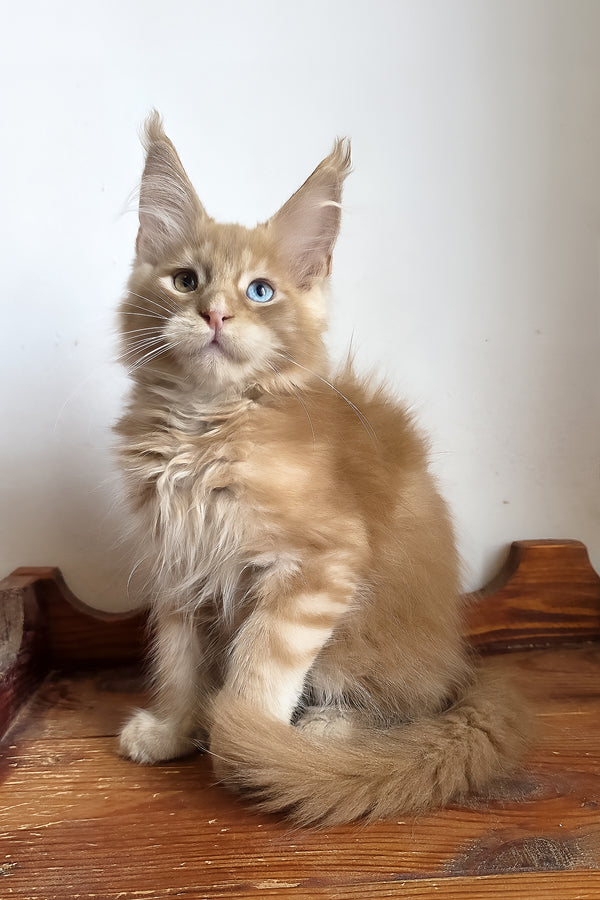Jedgard | Maine Coon Kitten