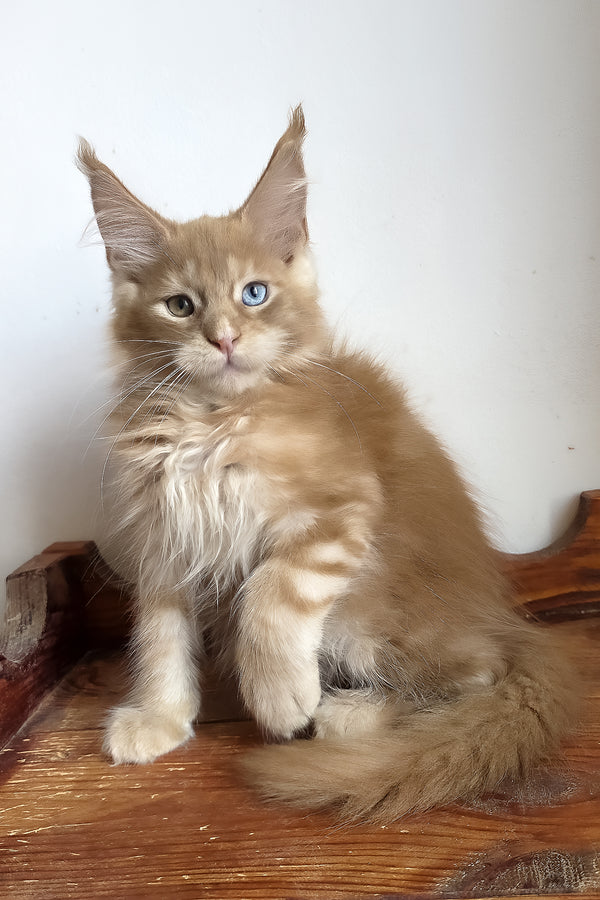 Jedgard | Maine Coon Kitten