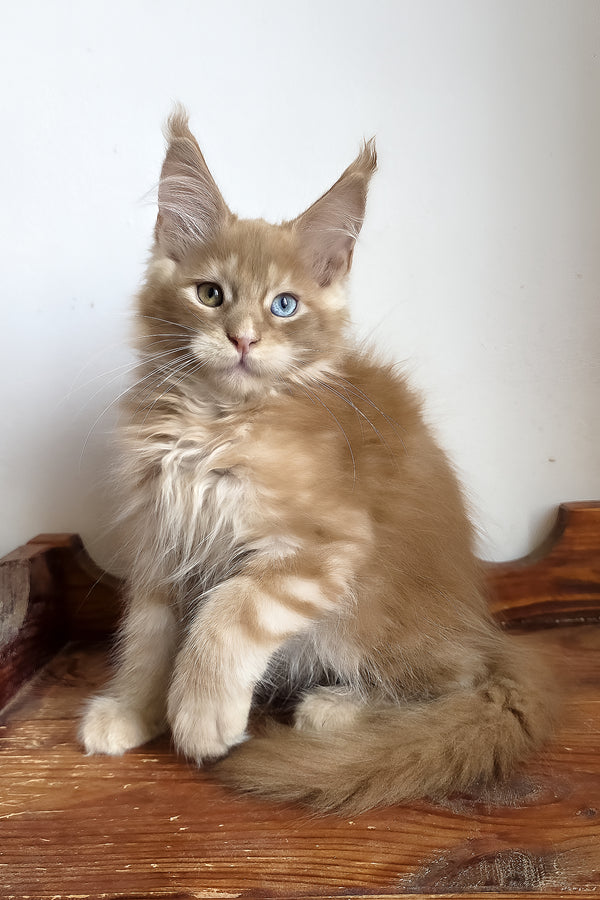 Jedgard | Maine Coon Kitten