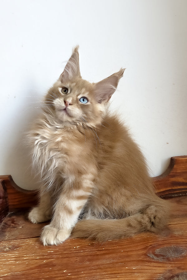 Jedgard | Maine Coon Kitten
