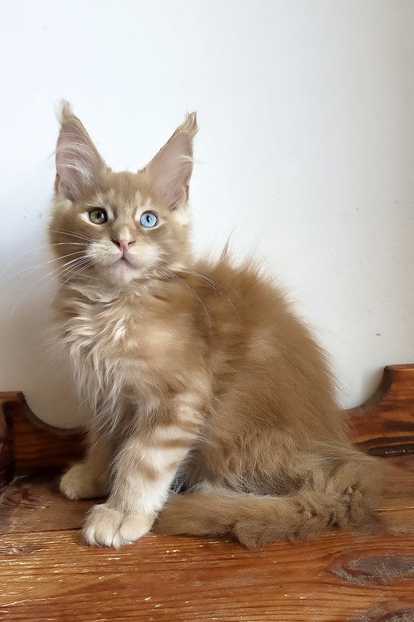 Jedgard | Maine Coon Kitten