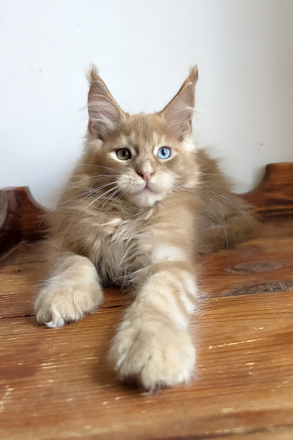 Jedgard | Maine Coon Kitten
