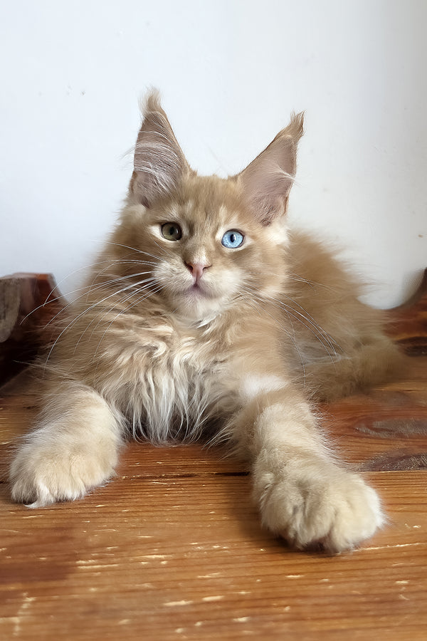 Jedgard | Maine Coon Kitten