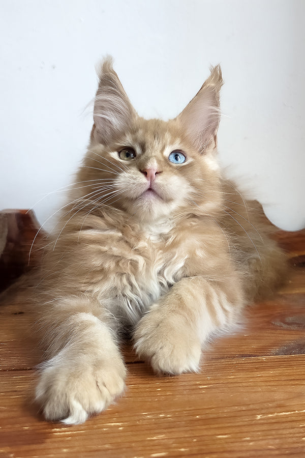Jedgard | Maine Coon Kitten