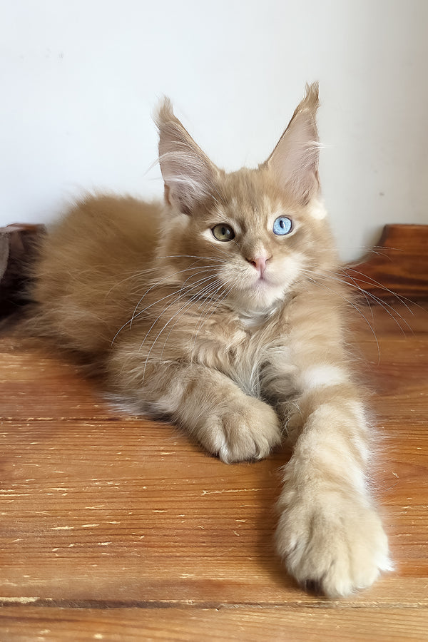 Jedgard | Maine Coon Kitten